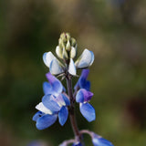 Close-up of a Pixie Delight lupine flower spike showing open blue-and-white pea-shaped blossoms below a cluster of unopened pale green buds, set against a softly blurred green background.