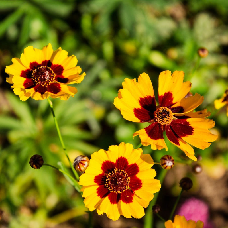 Three plains coreopsis blooms with bright yellow petals marked by deep maroon-red centres, surrounded by unopened buds against a softly blurred green garden background.