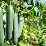 Several smooth, dark green cucumbers hang from a curling vine with a wilted blossom still attached to one tip, ripening tomato plants visible in the blurred background.