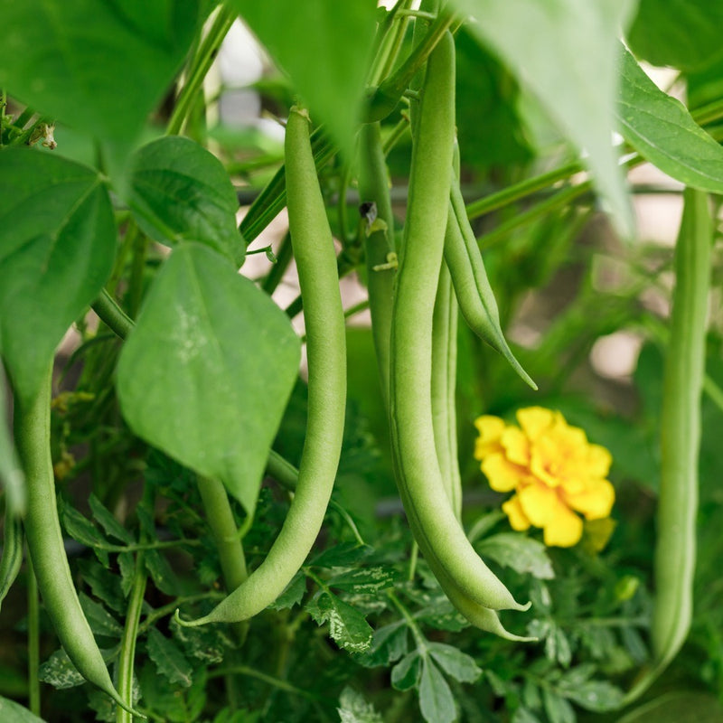 Long slender green beans hang in clusters among broad leaves on a bush bean plant, with a yellow marigold blooming nearby among the foliage.