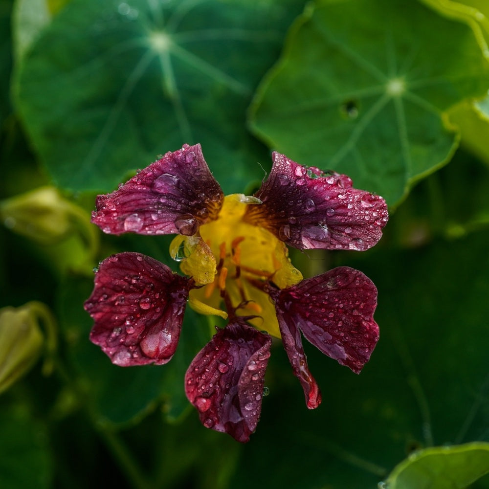 Close-up of a Purple Emperor nasturtium bloom with deep maroon petals streaked darker at the base and a yellow throat, both beaded with raindrops, set against rounded green leaves.