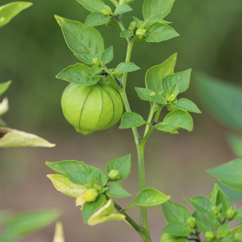 A tomatillo plant with a rounded green fruit still enclosed in its papery, vein-striped husk, surrounded by several unripe buds and green leaves on the stem.