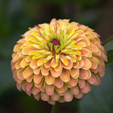 Close-up of a fully bloomed Queeny Lime Orange zinnia showing tightly layered petals shading from soft peach and yellow at the tips to pink-blushed edges, with green and burgundy florets still forming at the centre.