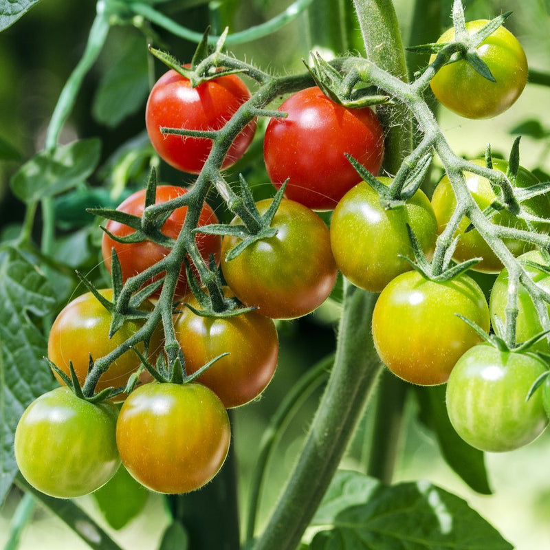 Cluster of cherry tomatoes on a single vine ripening at different stages, from glossy green through orange-streaked to fully red, surrounded by fuzzy green stems and leaves.