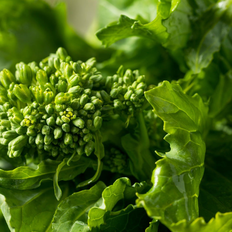Close-up of rapini broccoli raab in bud, showing tight clusters of tiny green flower buds surrounded by broad, ruffled-edged leaves glistening with moisture.