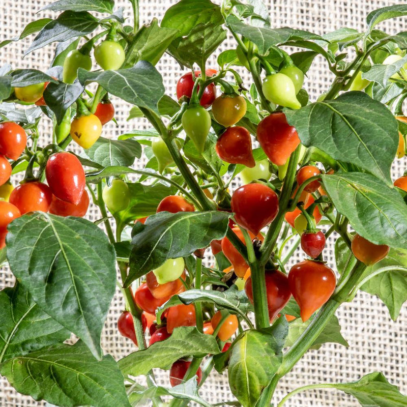 Biquinho chile pepper plant with clusters of small teardrop-shaped fruits in varying ripeness stages—green, yellow, orange and glossy red—amid dense green foliage against a woven burlap backdrop.