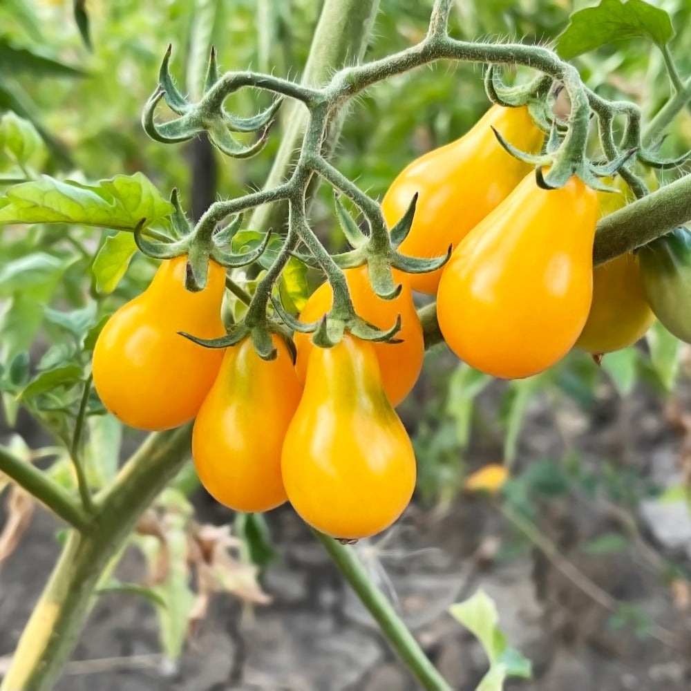 A cluster of glossy yellow pear-shaped cherry tomatoes ripening on the vine, still attached by fuzzy green stems amid the plant's foliage.