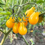 A cluster of glossy yellow pear-shaped cherry tomatoes ripening on the vine, still attached by fuzzy green stems amid the plant's foliage.