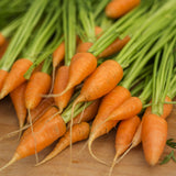 Freshly harvested Red Cored Chantenay carrots with short, tapered orange roots and trailing fine rootlets, still attached to their green leafy tops, piled on a wooden surface.