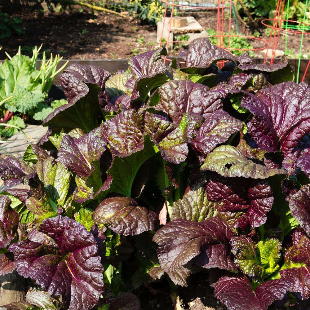 Red Giant mustard growing in a raised garden bed, its broad, crinkled leaves deep maroon-purple with green undertones, planted near rhubarb and red tomato cages.