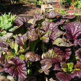 Red Giant mustard growing in a raised garden bed, its broad, crinkled leaves deep maroon-purple with green undertones, planted near rhubarb and red tomato cages.
