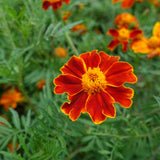 Close-up of a French marigold bloom with deep red petals edged in golden yellow surrounding a fluffy orange centre, set among feathery green foliage and more marigolds blurred behind.