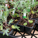 Red Russian kale seedlings with purple stems and frilly, dew-covered leaves grow in black plastic cell trays, each pot marked with a small handwritten 