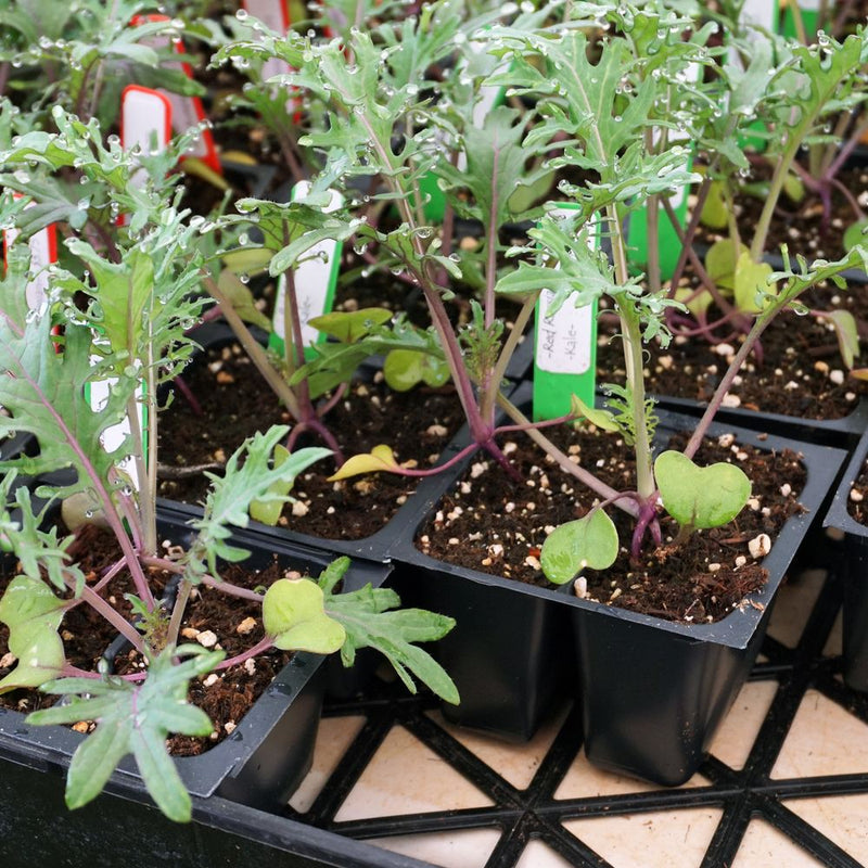Red Russian kale seedlings with purple stems and frilly, dew-covered leaves grow in black plastic cell trays, each pot marked with a small handwritten 