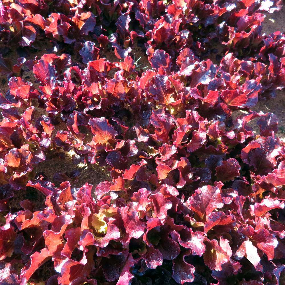 Close-up of a dense bed of Red Sails leaf lettuce, its ruffled, wavy-edged leaves deep burgundy-red with darker crimson highlights where sunlight catches their glossy surfaces.