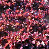Close-up of a dense bed of Red Sails leaf lettuce, its ruffled, wavy-edged leaves deep burgundy-red with darker crimson highlights where sunlight catches their glossy surfaces.