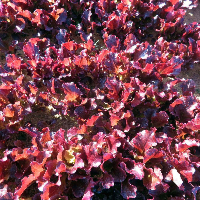 Close-up of a dense bed of Red Sails leaf lettuce, its ruffled, wavy-edged leaves deep burgundy-red with darker crimson highlights where sunlight catches their glossy surfaces.