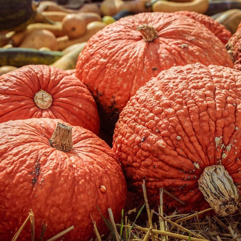 Close-up of several deep-orange Red Warty Thing pumpkins with bumpy, textured skin and thick woody stems, resting on straw with a blurred pile of assorted squash in the background.