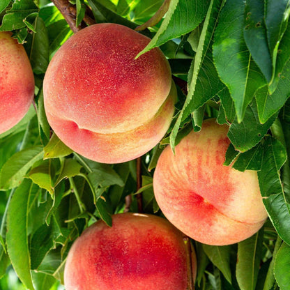 Close-up view of ripe, fuzzy yellow peaches with bright red blushes hanging on a tree branch surrounded by lush green leaves.