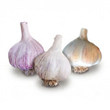 Chesnok Red Hardneck, Music Hardneck, and Majestic Hardneck garlic bulbs on a white background