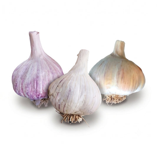 Chesnok Red Hardneck, Music Hardneck, and Majestic Hardneck garlic bulbs on a white background