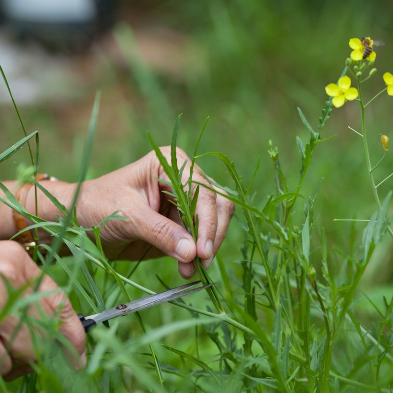 Hands use small scissors to snip serrated arugula leaves in a garden bed, with tiny yellow flowers and a bee visible among the greenery nearby.