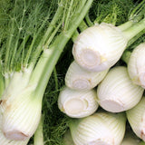 Freshly harvested Romanesco fennel bulbs stacked closely together, showing pale ridged white bulbs with trimmed stem bases and feathery green fronds still attached.
