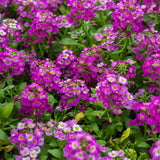 Close-up of Rosie O'Day sweet alyssum in bloom, showing dense clusters of small four-petaled flowers ranging from deep magenta to pale pink-white, set against low mounding green foliage.