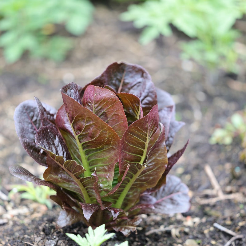 Young Rouge d'Hiver romaine lettuce growing in dark garden soil, its upright leaves deep burgundy at the edges with green centres and pale ribs, surrounded by blurred seedlings.