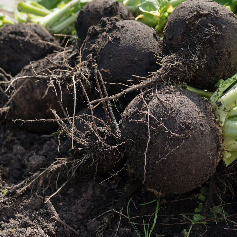 Freshly harvested round black Spanish radishes, their dark, coarse-textured skins still coated in soil, with tangled fine roots and pale green stems visible in the background.