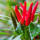 Cluster of slender Santaka chile peppers growing upright on the plant, ranging from green immature pods to glossy bright red ripe fruits, surrounded by green leaves against a blurred garden background.