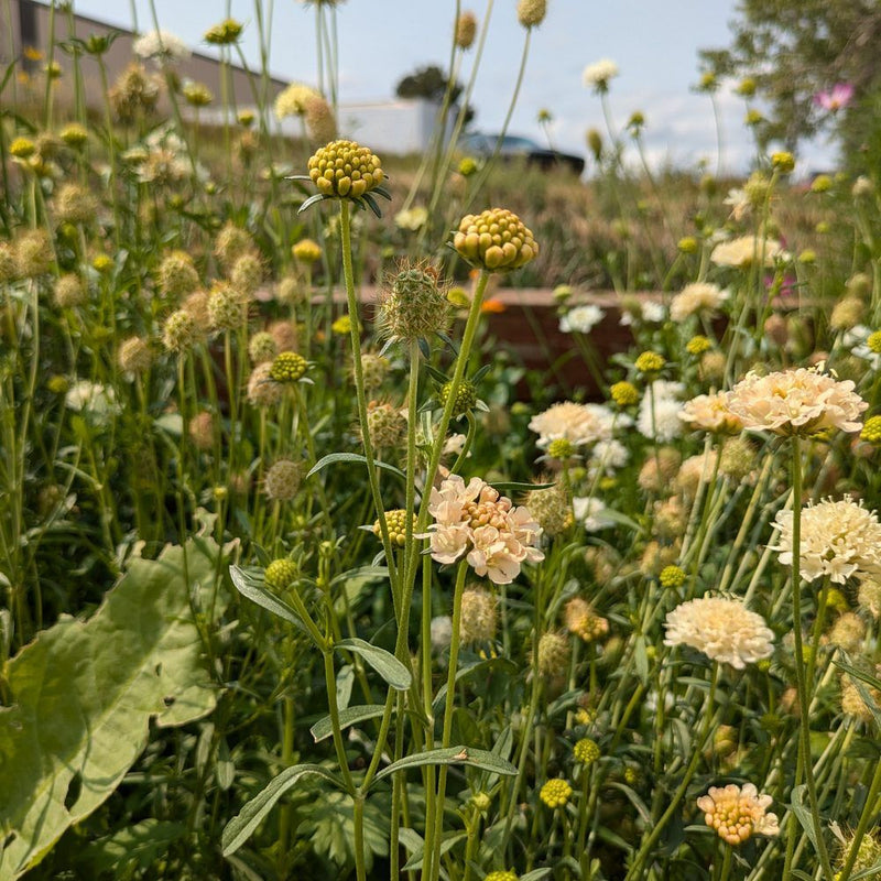 Wildflower garden with yellow and white Fata Morgana Scabiosa flowers in a natural setting