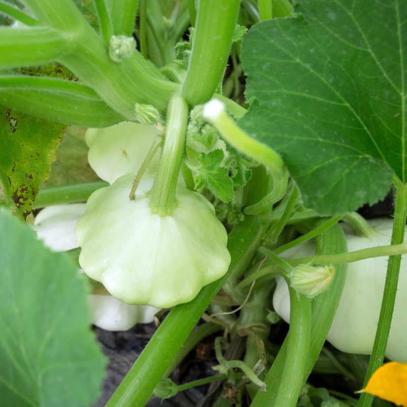 Pale green scalloped-edge patty pan squash developing on the vine, surrounded by broad green leaves and hairy stems, with more pale fruit visible in the background.