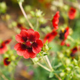 Close-up of a red Scarlet Cinquefoil flower with a blurred natural background