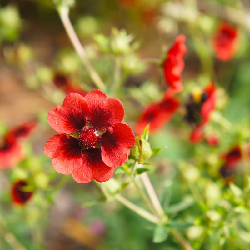 Close-up of a red Scarlet Cinquefoil flower with a blurred natural background