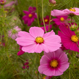 Close-up photo of blooming pink and magenta cosmos flowers with prominent yellow centers growing in a sunny garden field, for Sea Shells Blend Cosmos Seeds.