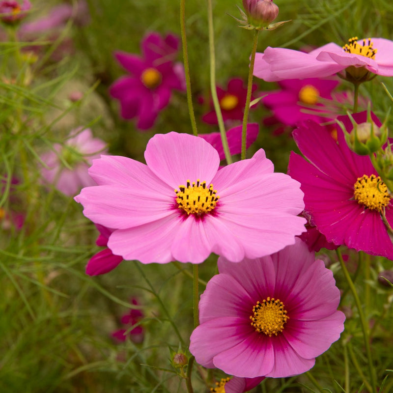 Close-up photo of blooming pink and magenta cosmos flowers with prominent yellow centers growing in a sunny garden field, for Sea Shells Blend Cosmos Seeds.