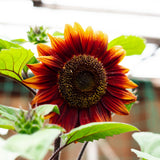 A sunflower with deep chocolate-red petals fading to golden orange tips surrounds a dark seed head, blooming among green leaves with an unopened bud nearby in a greenhouse setting.