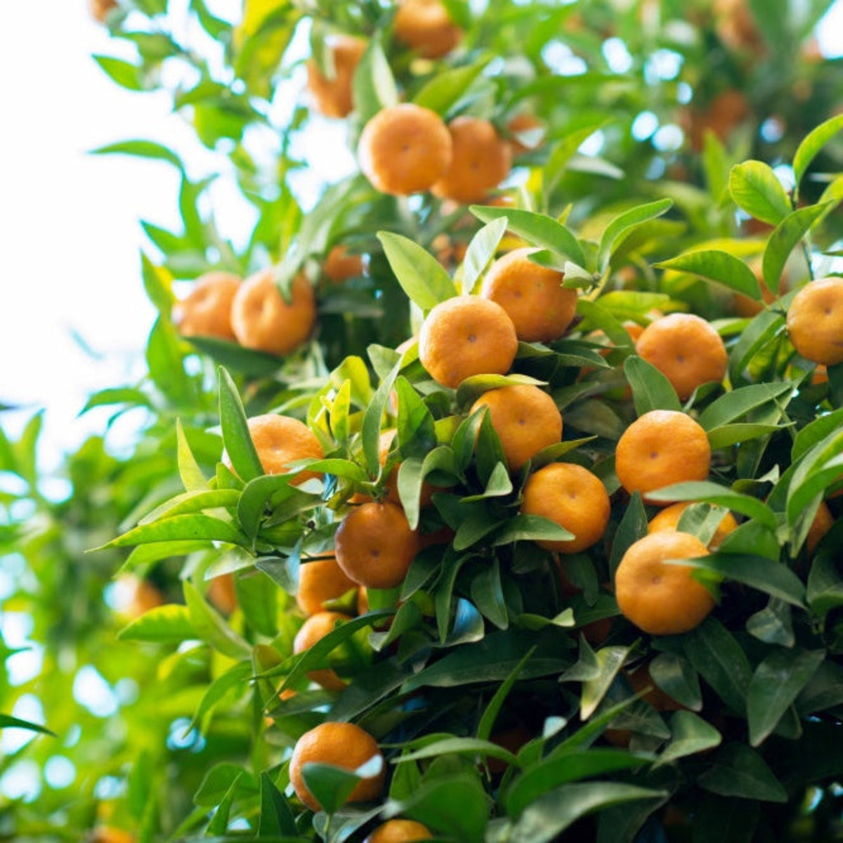 Owari Satsuma growing on a tree with green leaves