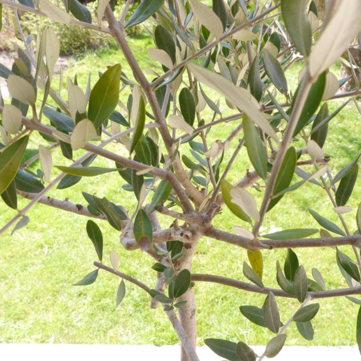 Close-up of an olive tree branch with green leaves against a blurred green background