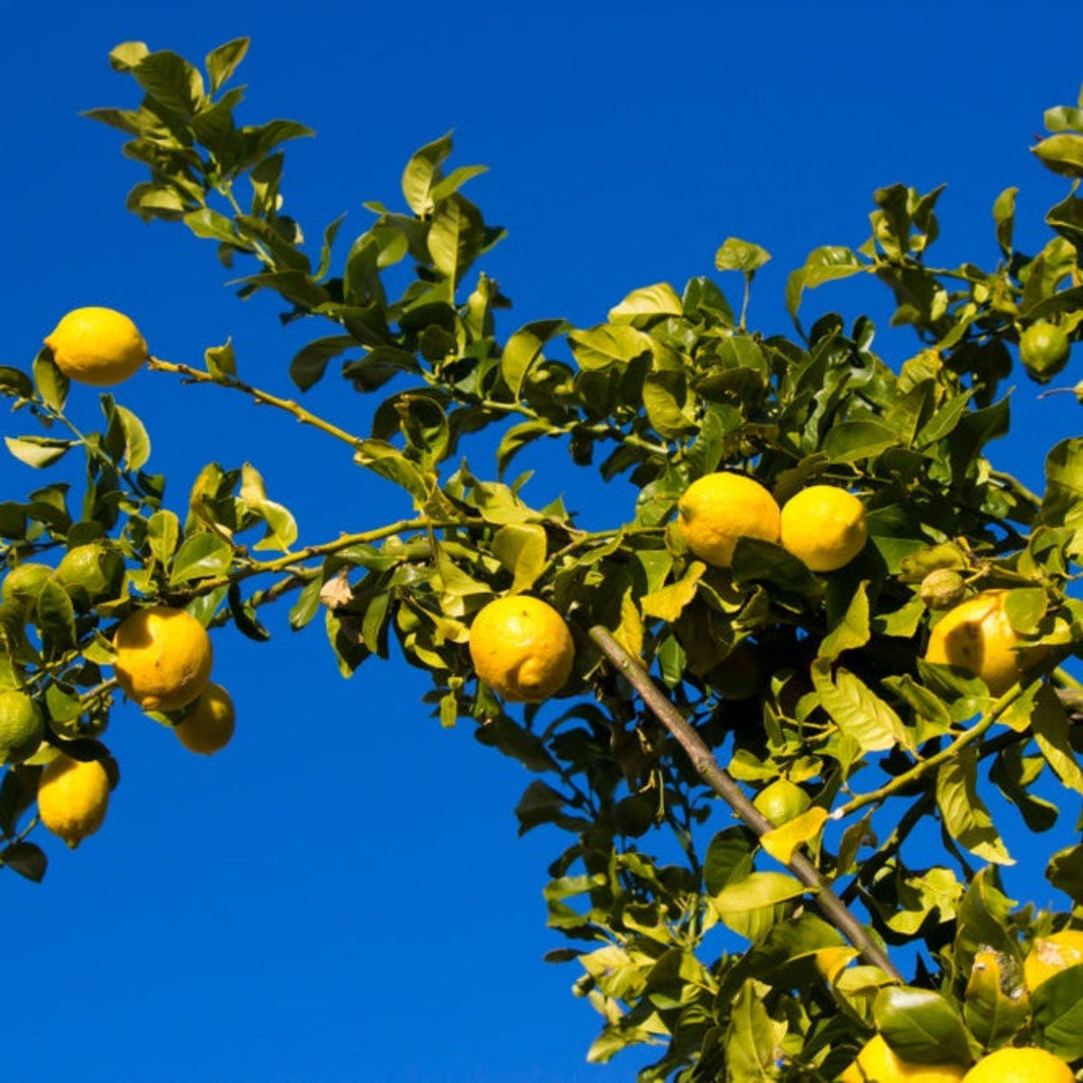 Eureka Lemons on a tree branch against a clear blue sky