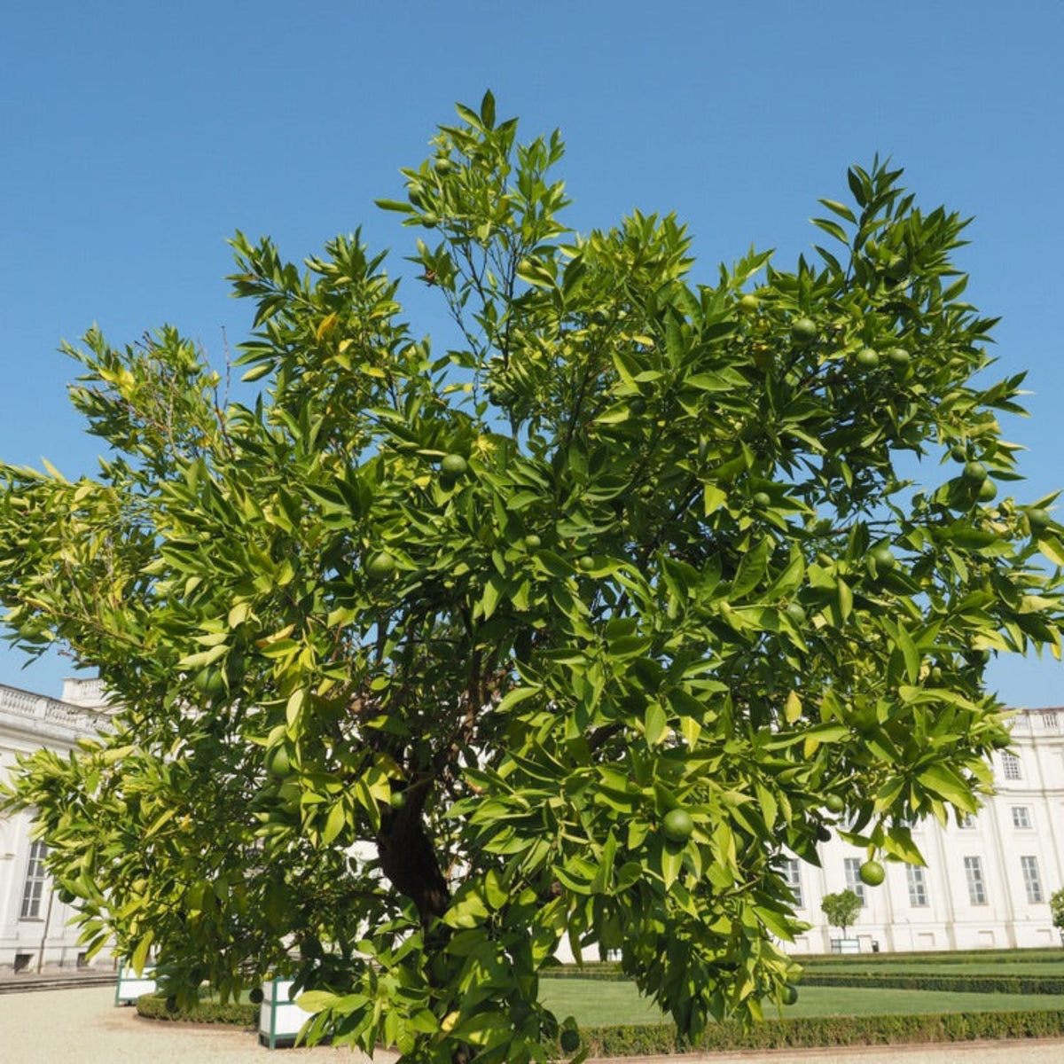 Mature Persian 'Bearss' lime tree full of green fruit in a garden setting.