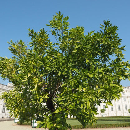 Mature Persian 'Bearss' lime tree full of green fruit in a garden setting.