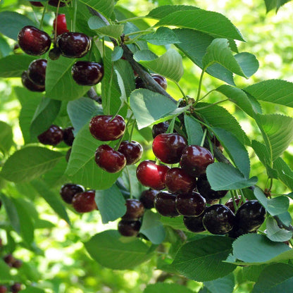 Romeo and Juliet Cherries on a tree branch with green leaves