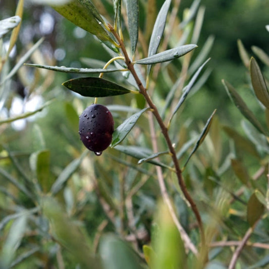Mission Olive on a branch with green leaves