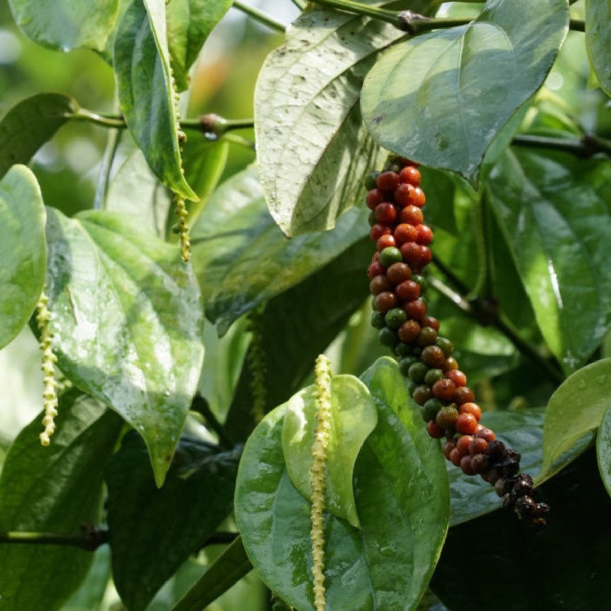 Close-up view of a cluster of ripening peppercorns transitioning from green to bright reddish-orange on a black pepper vine surrounded by glossy green leaves.