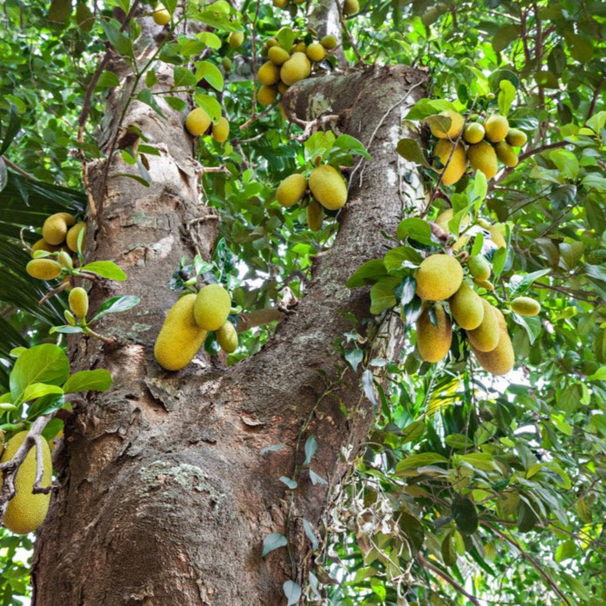 A thick, mature jackfruit tree trunk heavily laden with numerous yellow-green jackfruits growing directly from the bark and main branches among tropical foliage.