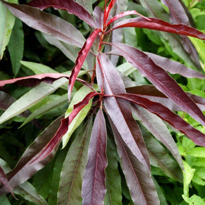 Close-up of a Bonfire Patio Peach plant with red and green leaves.