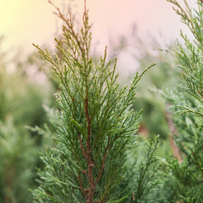 Close-up view of the feathery green foliage and upper branch tip of a Brodie Eastern Red Cedar evergreen tree, with soft sunlight glowing in a blurred background.