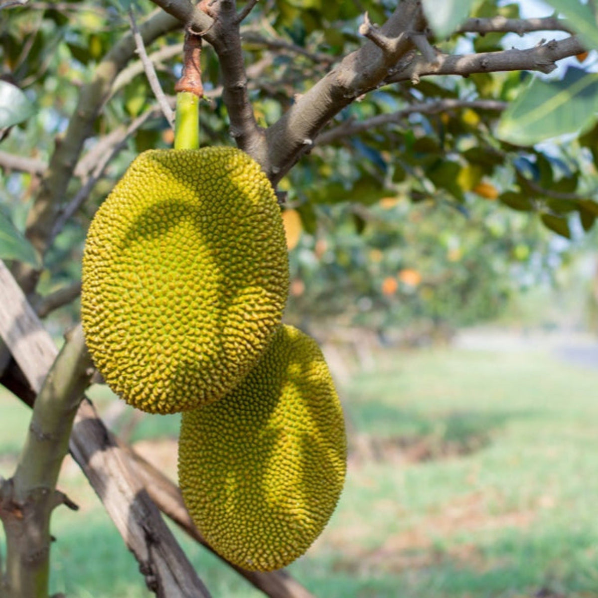 Two green jackfruits hanging from a tree branch in an orchard.
